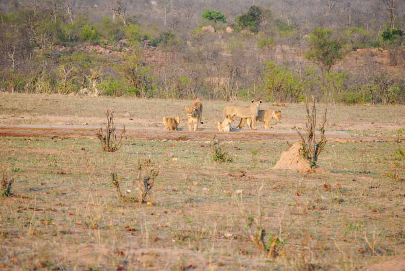 Suedafrika Krueger National Park Löwe