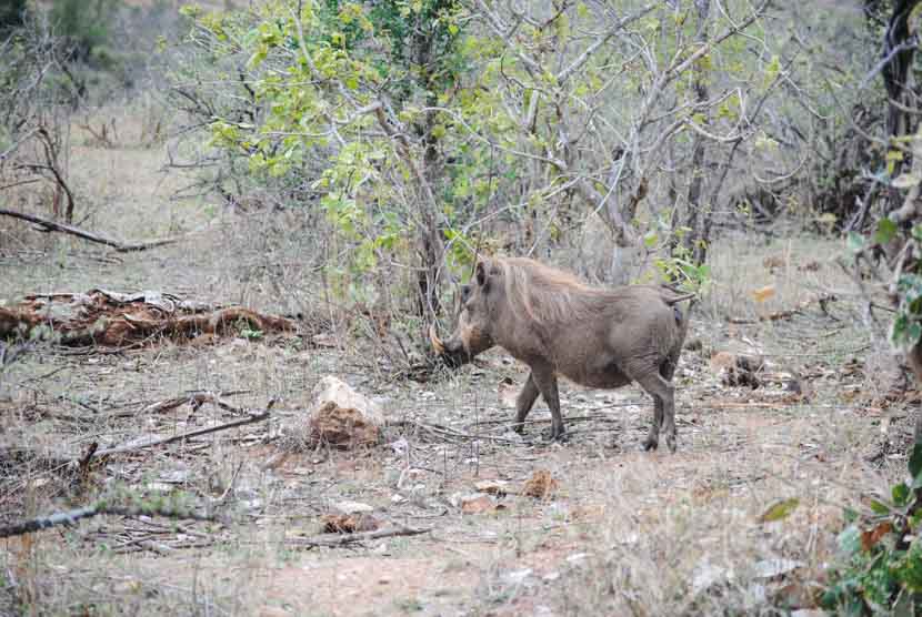 Suedafrika Krueger National Park Warzenschwein