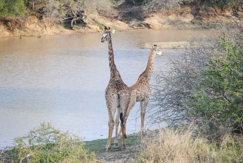 Suedafrika Krueger National Park Giraffen