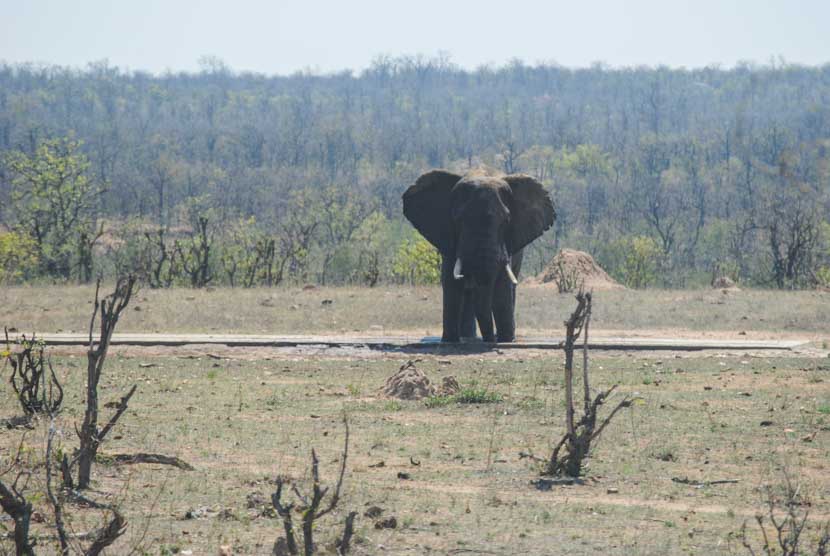 Suedafrika Krueger National Park Elefant