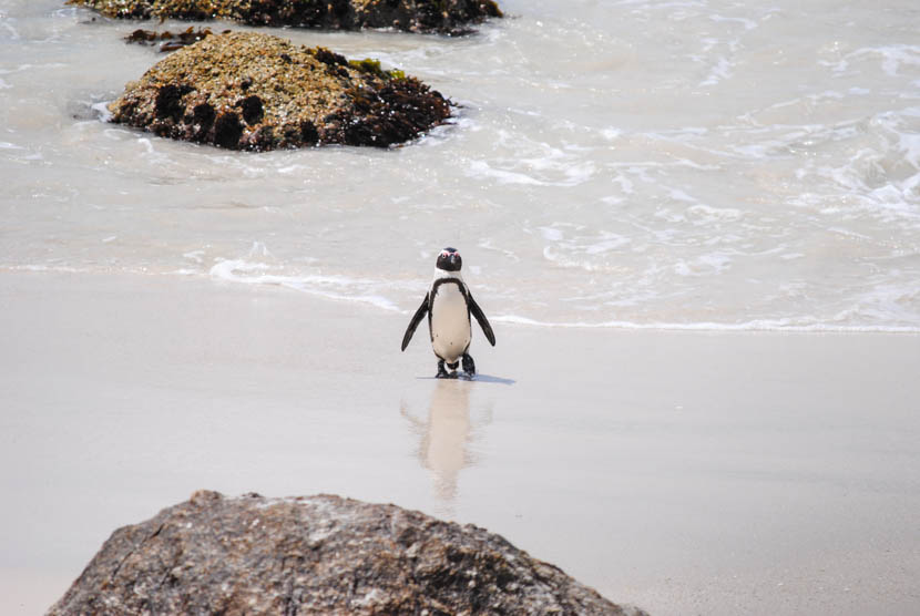 Suedafrika Kapstadt Boulders Beach Pinguine