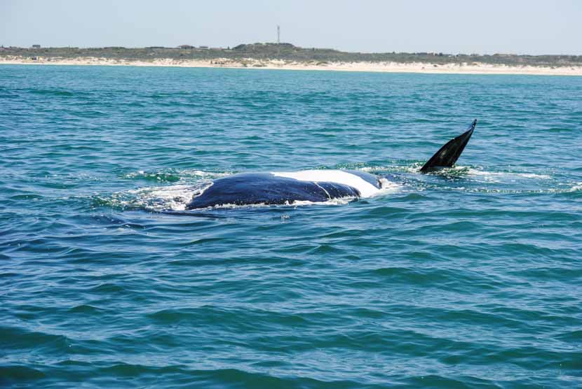 Suedafrika Kapstadt Whale Watching