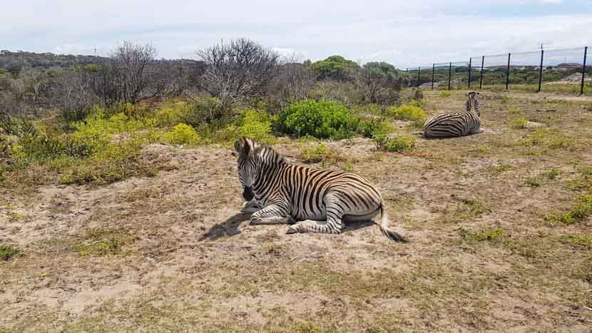 Unsere erste Zebra Sichtung