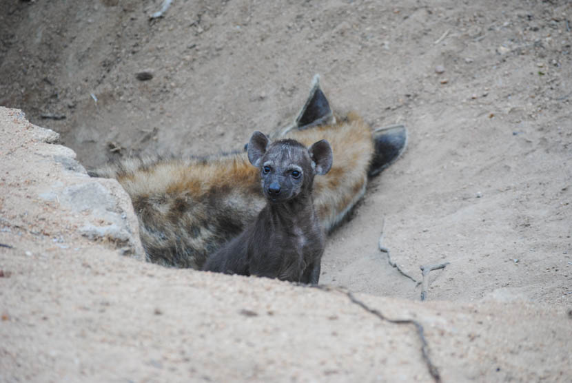 Suedafrika Krueger National Park Hyäne