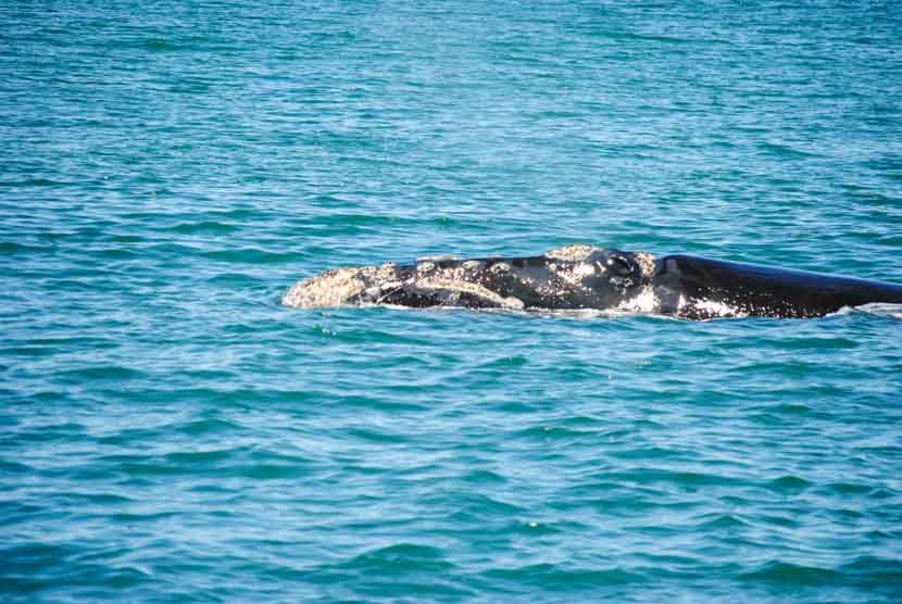 Suedafrika Kapstadt Whale Watching