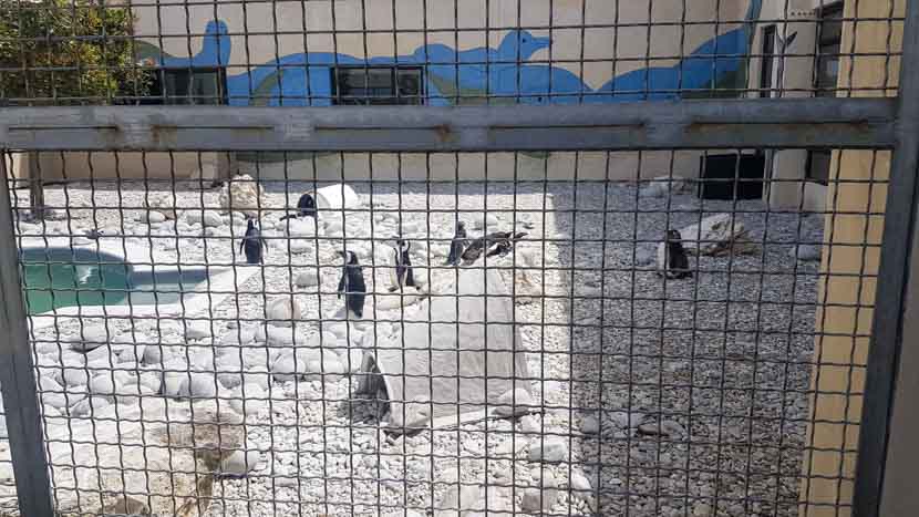 Pinguine in der Auffangstation