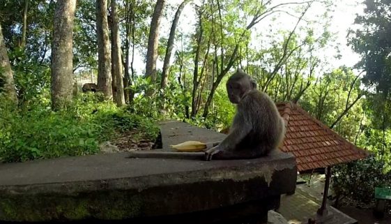 Baby Affe mit Banane