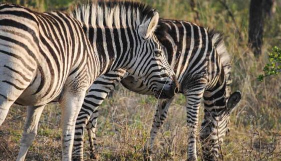 Suedafrika Krueger National Park Zebra