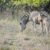 Suedafrika Krueger National Park Zebras