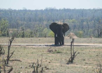 Suedafrika Krueger National Park Elefant