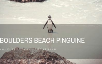 Boulders Beach Pinguine