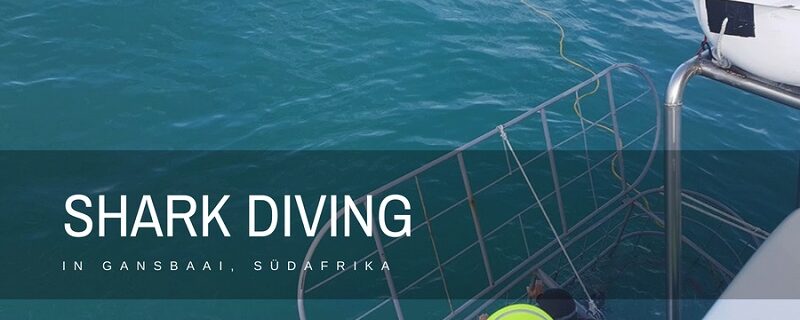 Shark Diving Gansbaai suedafrika