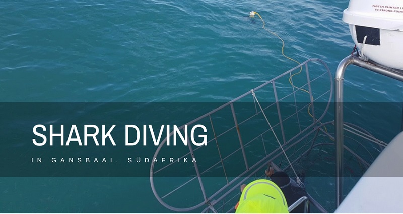 Shark Diving Gansbaai suedafrika