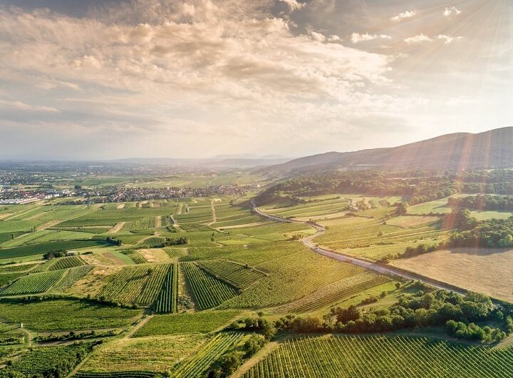 weinberge gumpoldskirchen